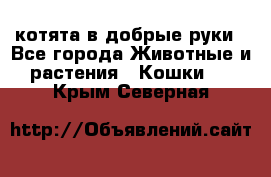 котята в добрые руки - Все города Животные и растения » Кошки   . Крым,Северная